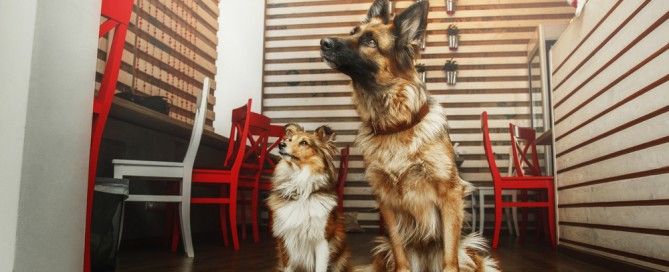 Restaurantes dogfriendly