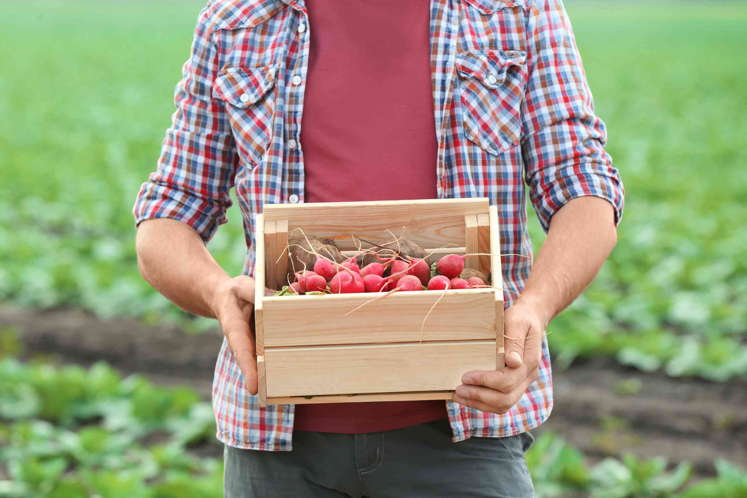 Gastronomía sostenible: ideas para cuidar el plantea